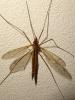 Tipula livida